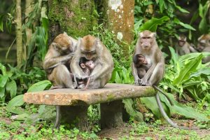 Monkey is sitting with their babby